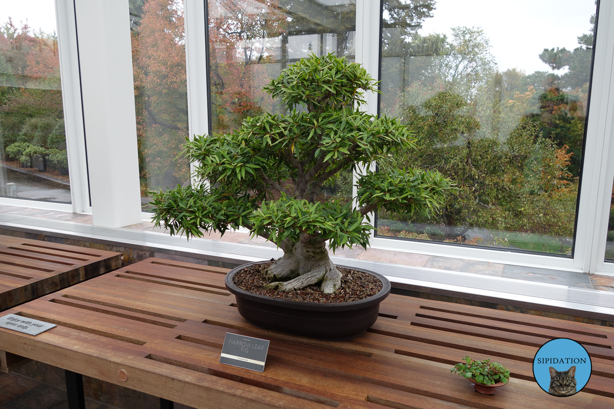 Narrow Leaf Fig Bonsai - St Paul, Minnesotan