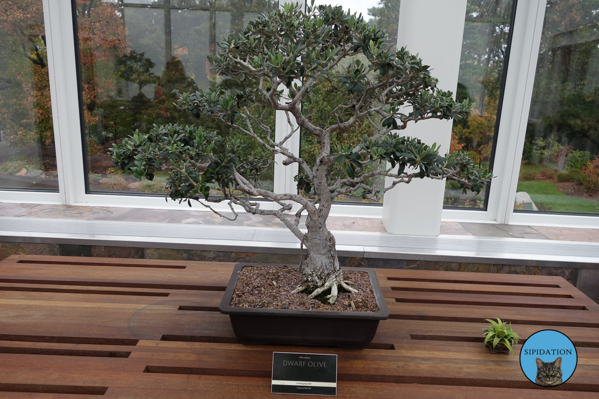 Dwarf Olive Bonsai - St Paul, Minnesota