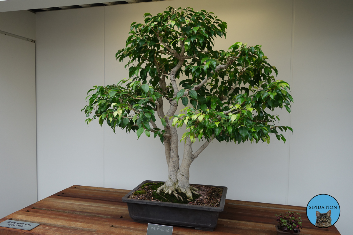 Weeping Fig Bonsai - St Paul, Minnesota