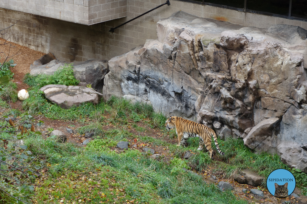 Tiger - St Paul, Minnesota