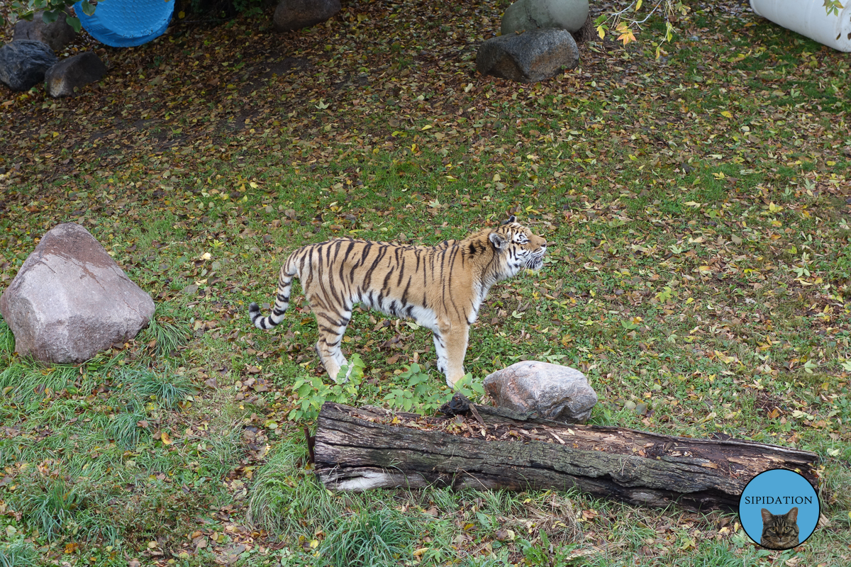 Tiger - St Paul, Minnesota