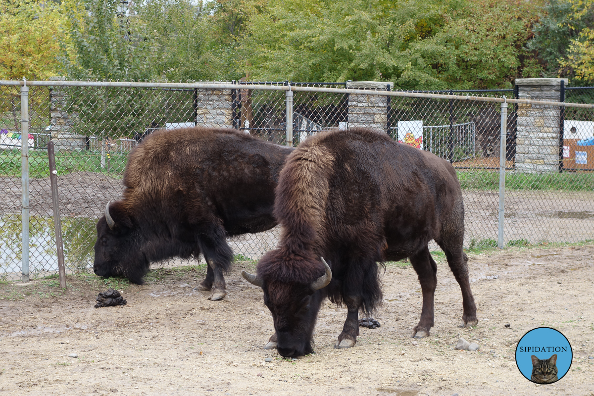 Bison - St Paul, Minnesota