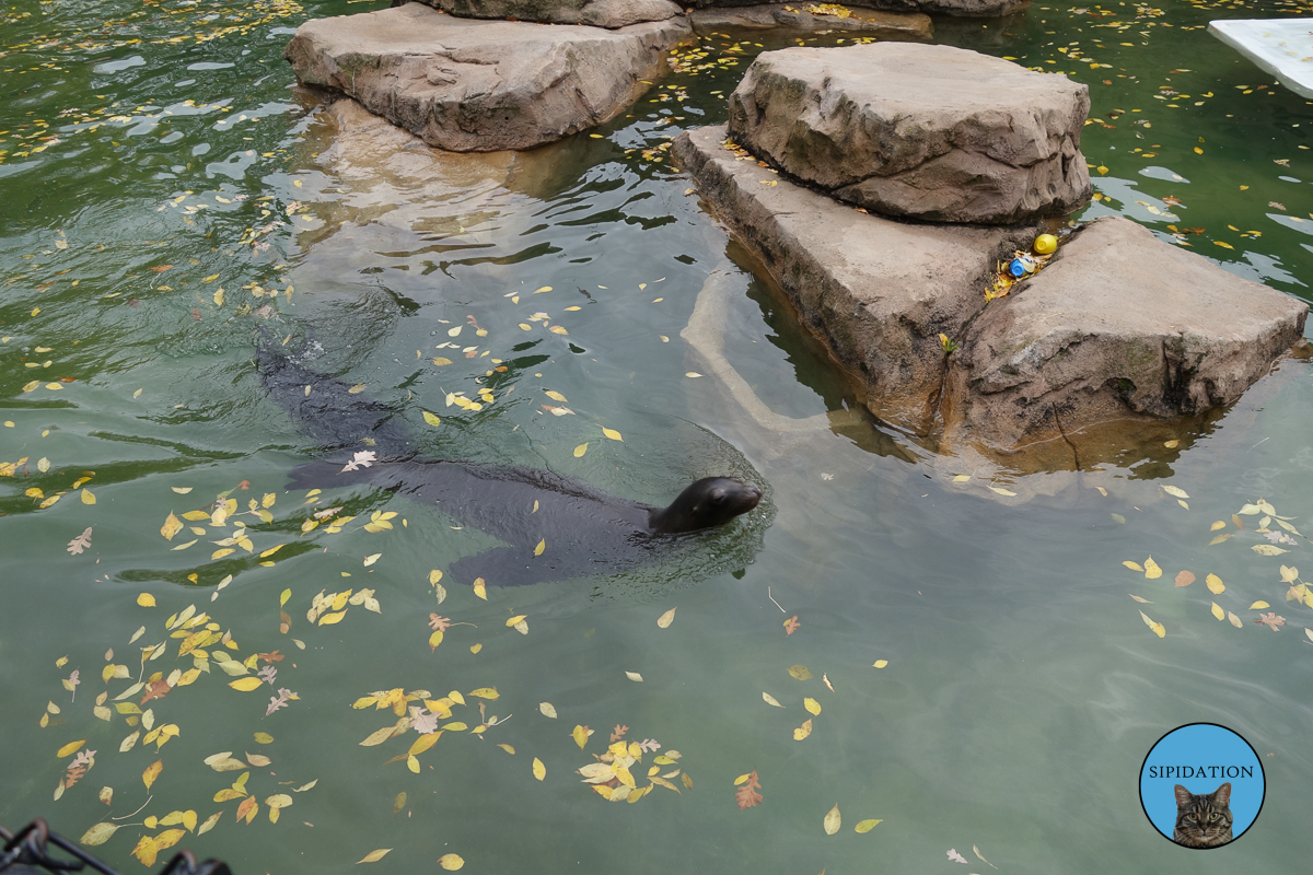 Seal - St Paul, Minnesota