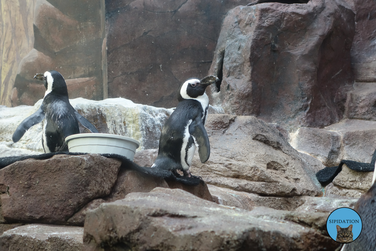 Penguins - St Paul, Minnesota