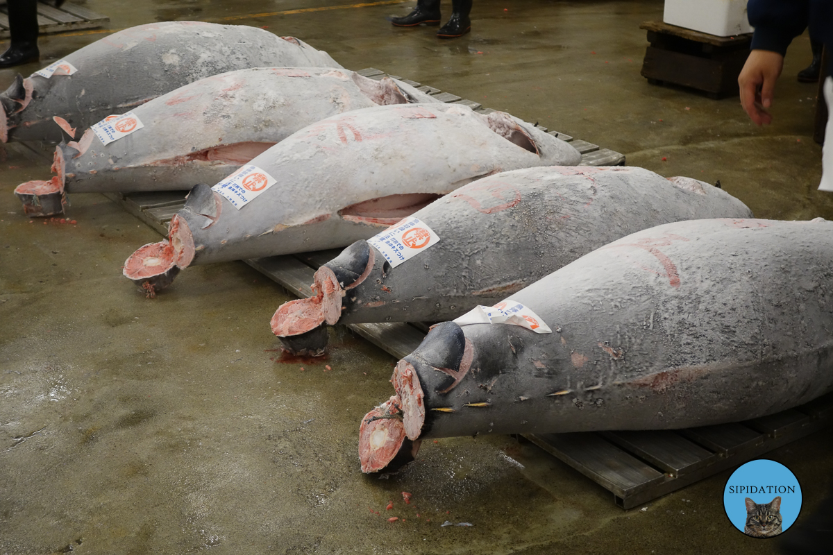 Tuna Auction - Tsukiji Fish Market - Tokyo, Japan