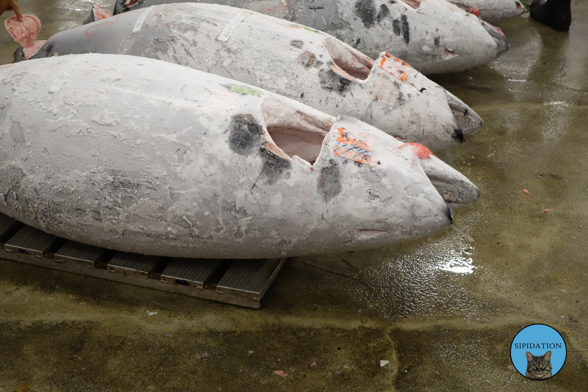 Tuna Auction - Tsukiji Fish Market - Tokyo, Japan