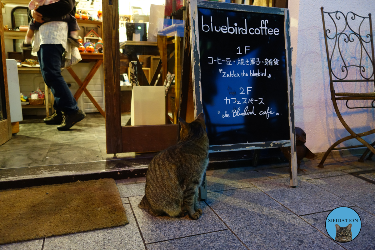 Cat Watching The Shop - Miyajima, Japan