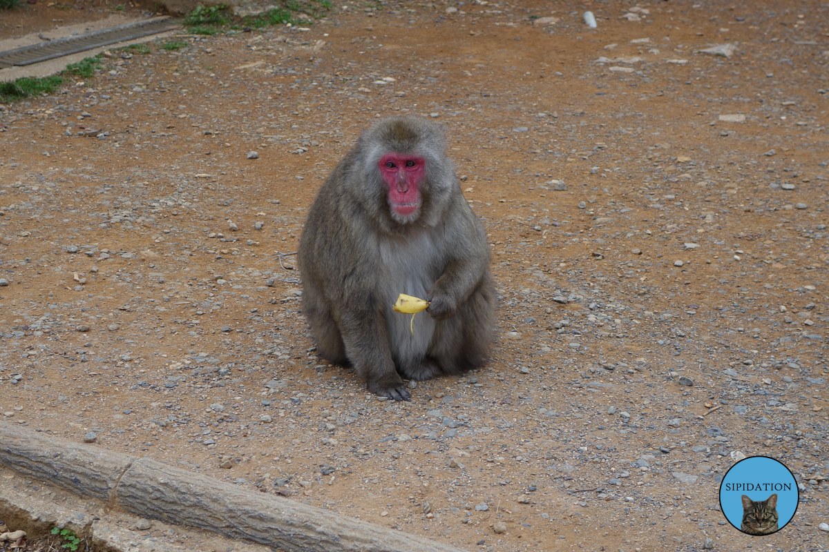 Arashiyama Monkey Park - Kyoto, Japan