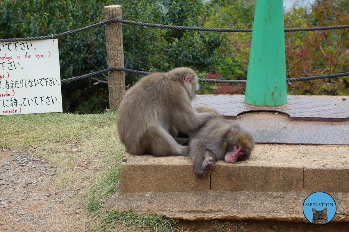 Arashiyama Monkey Park - Kyoto, Japan