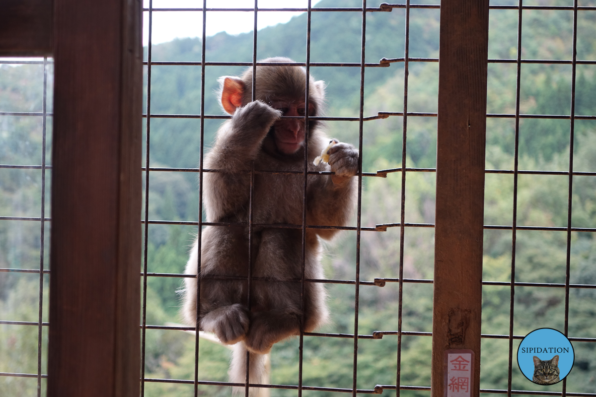 Arashiyama Monkey Park - Kyoto, Japan