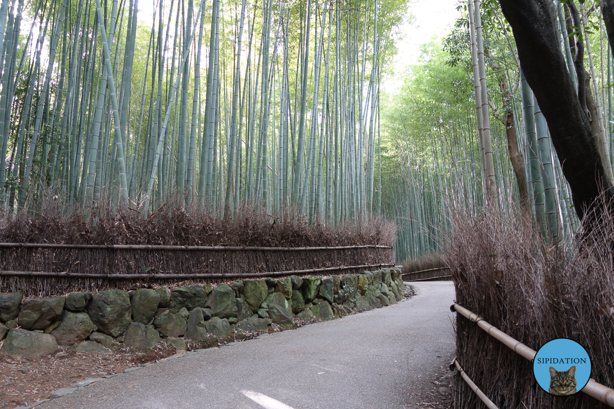 Arashiyama Bamboo Forest - Kyoto, Japan
