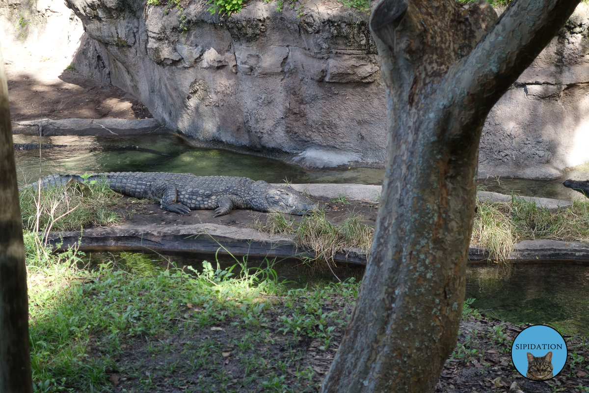 Aligator - Animal Kingdom - Disney World, Florida