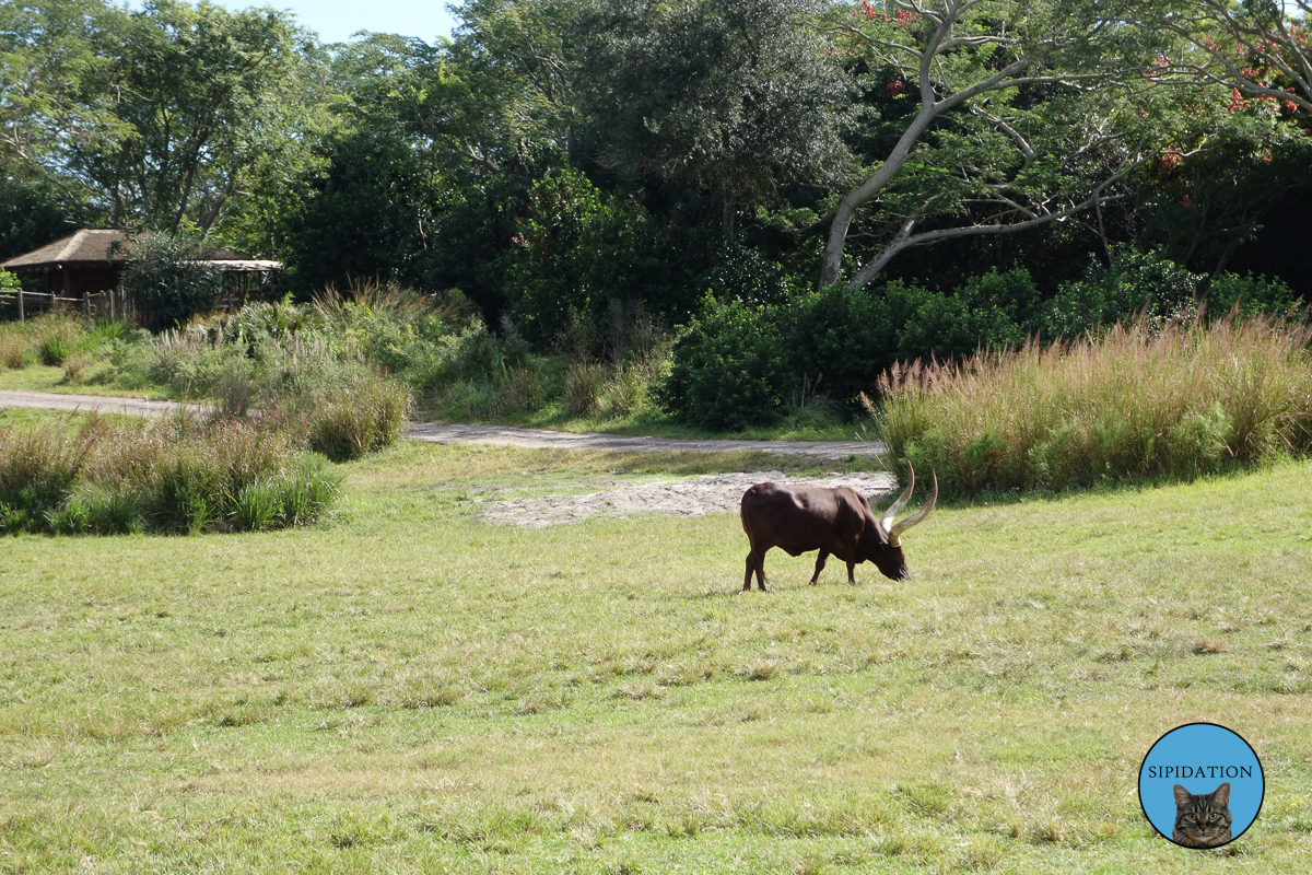 Horned Animal - Animal Kingdom - Disney World, Florida