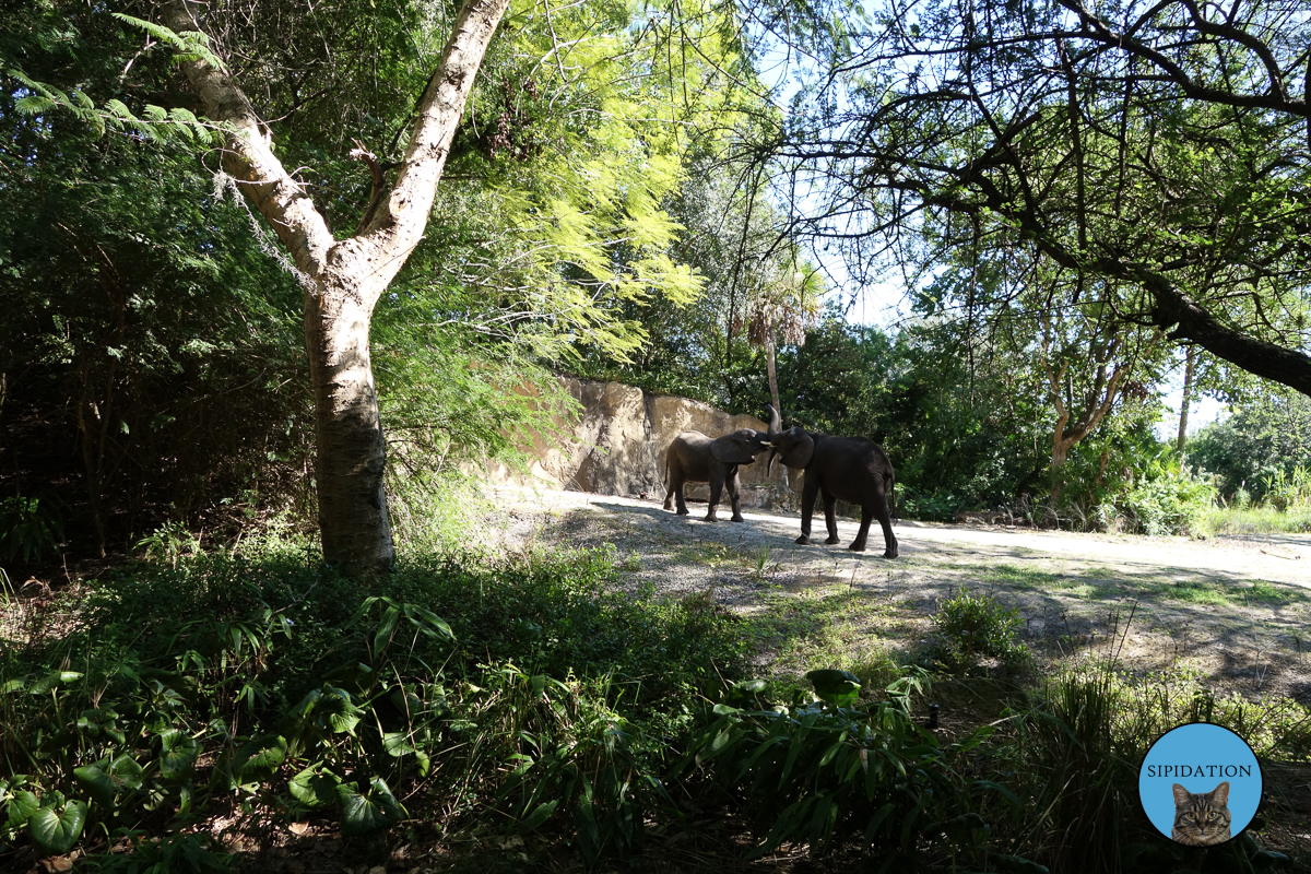 Elephants - Animal Kingdom - Disney World, Florida