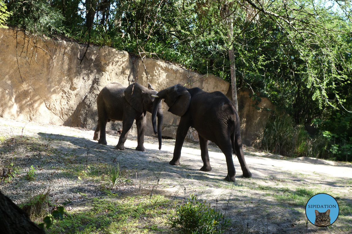 Elephants - Animal Kingdom - Disney World, Florida