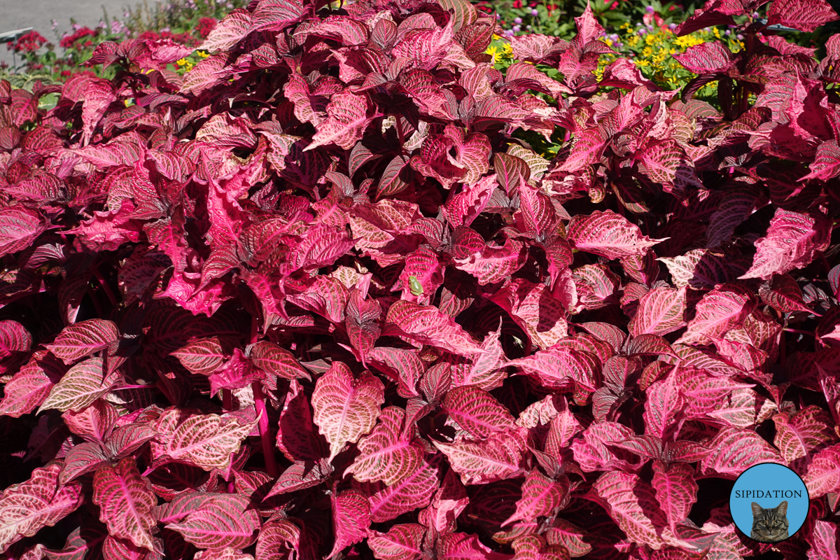 Minnesota Landscape Arboretum