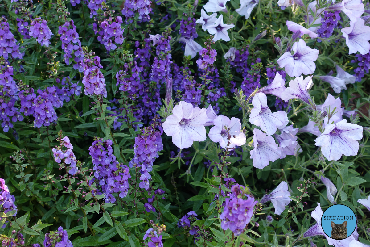 Minnesota Landscape Arboretum