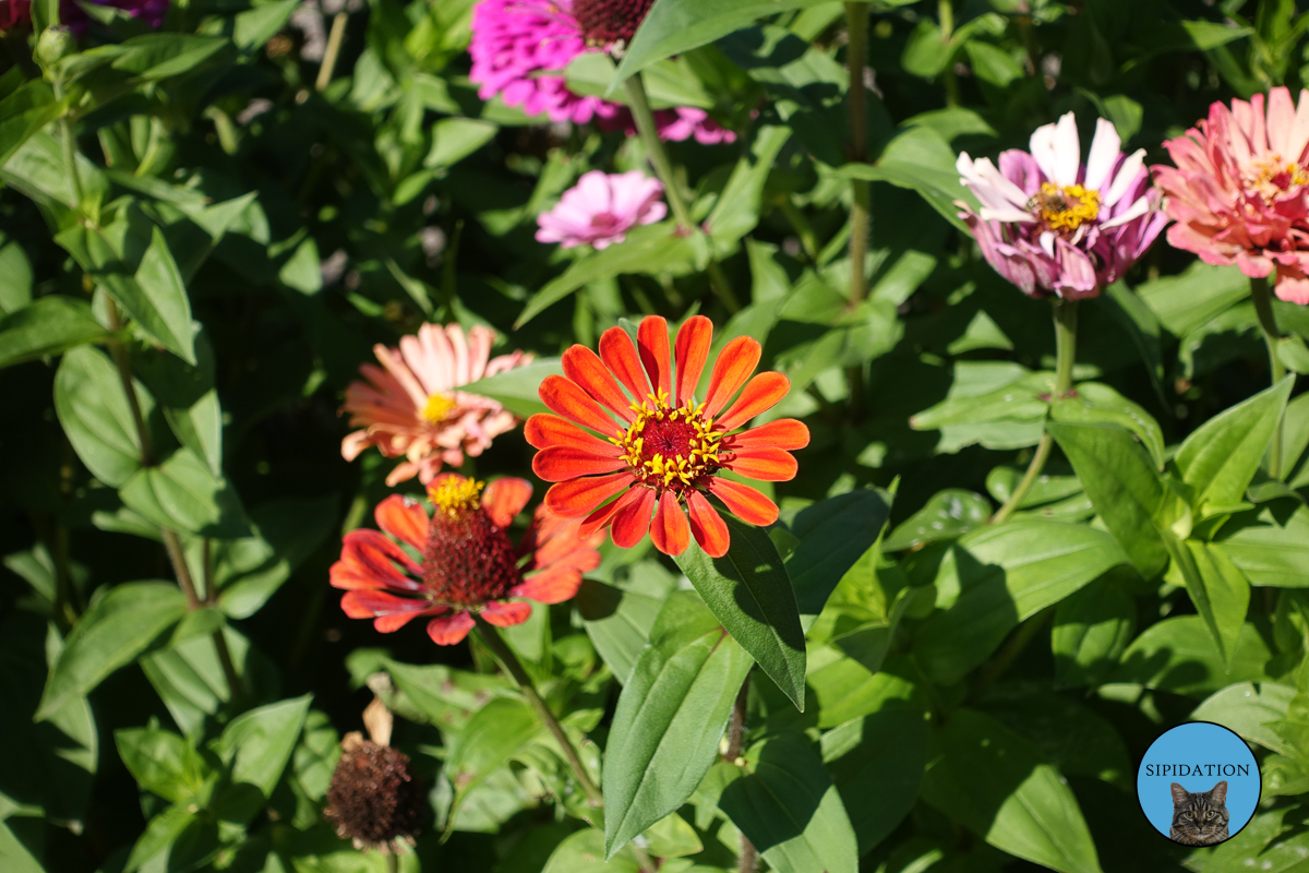 Minnesota Landscape Arboretum