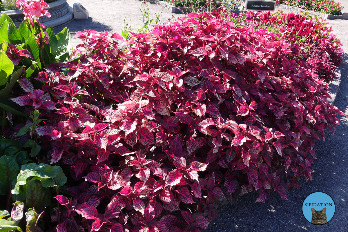 Minnesota Landscape Arboretum