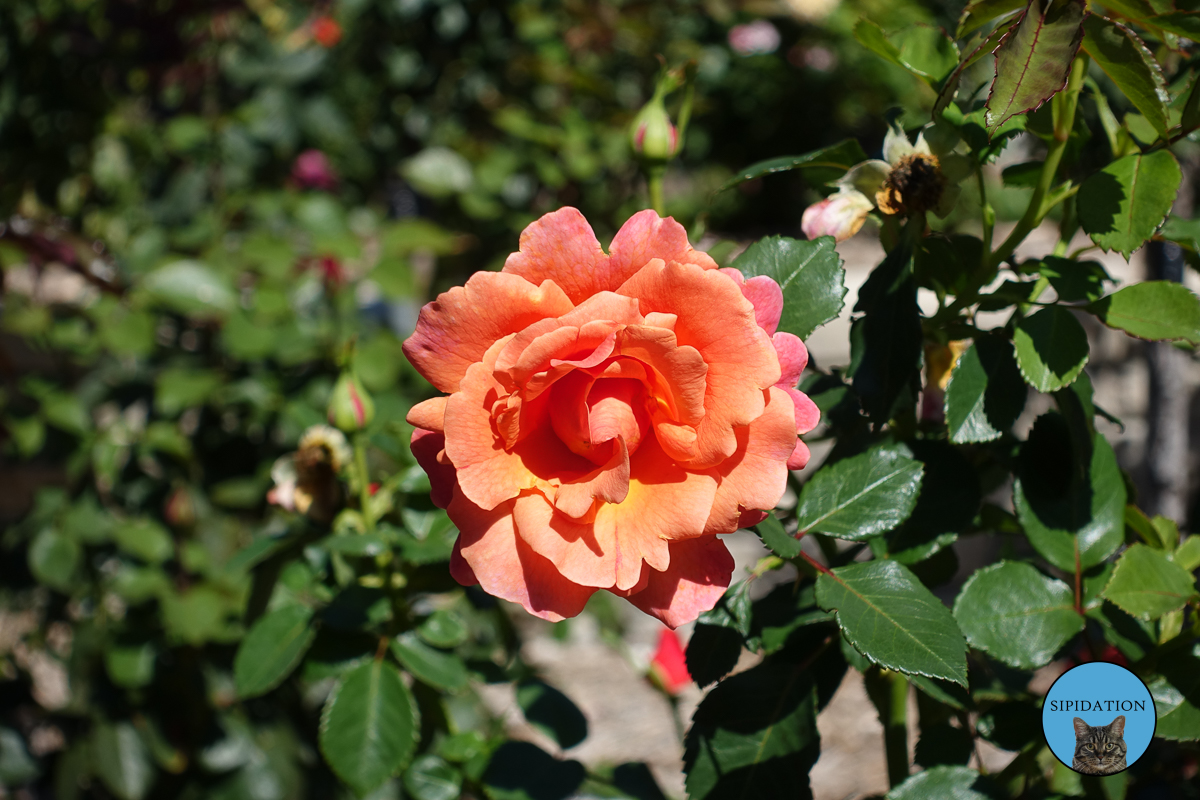 Minnesota Landscape Arboretum