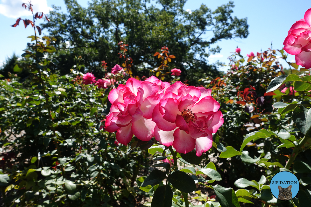 Minnesota Landscape Arboretum