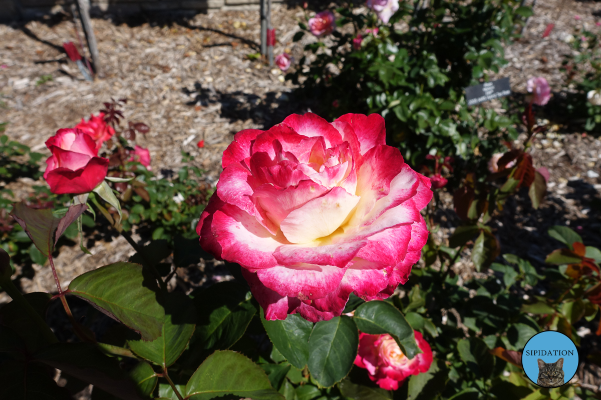 Minnesota Landscape Arboretum