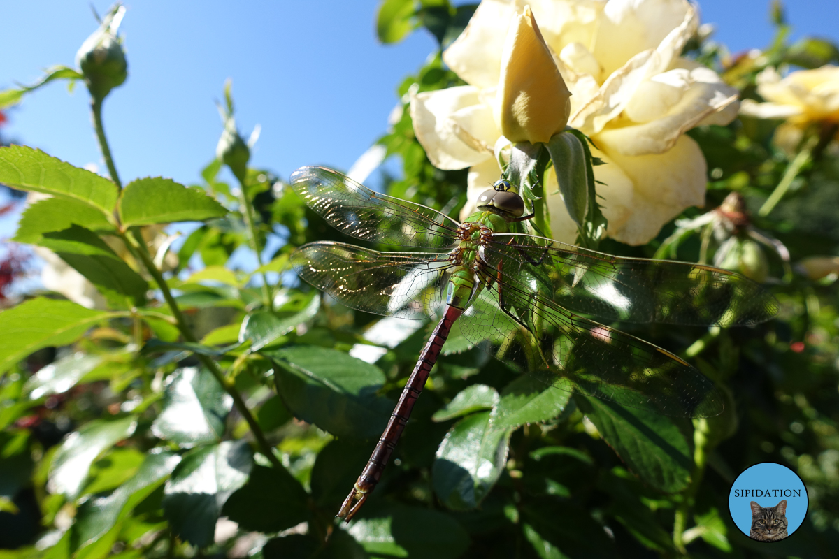 Dragon Fly - Minnesota Landscape Arboretum