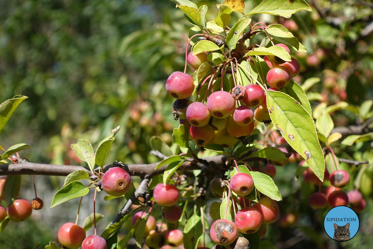 Minnesota Landscape Arboretum