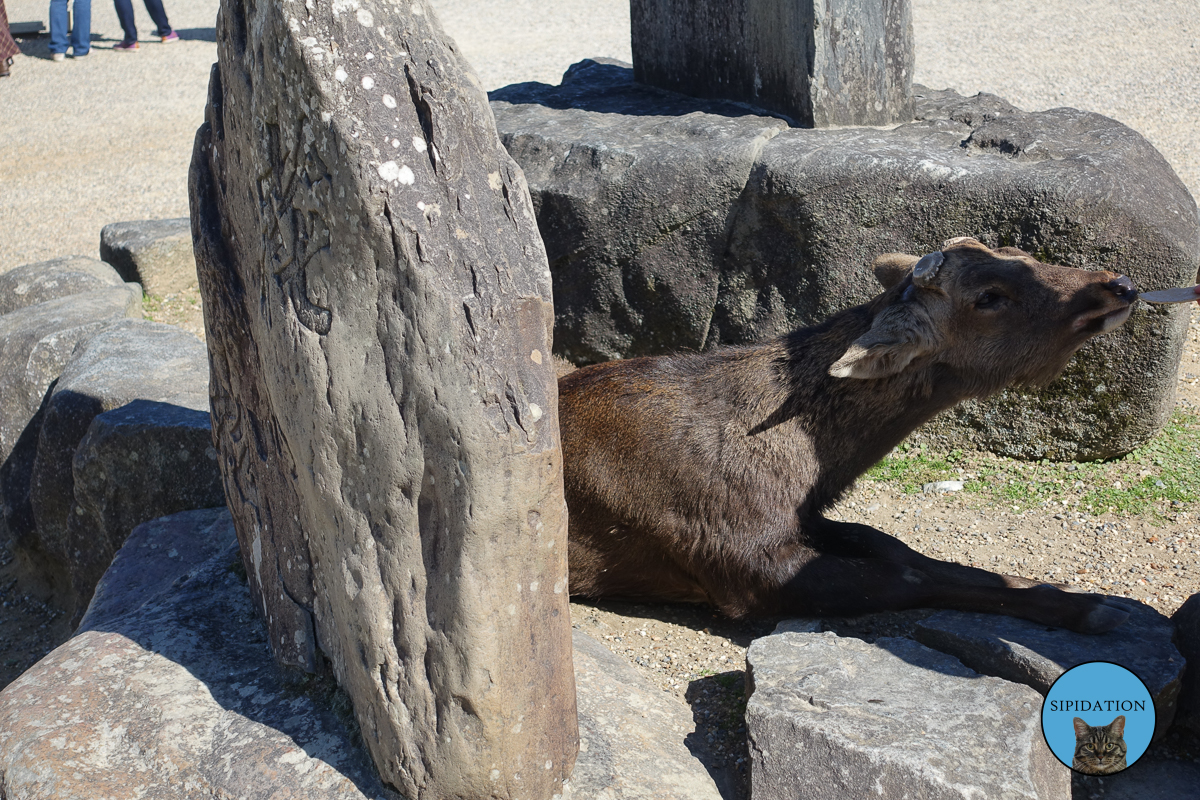 Nara Deer - Nara, Japan