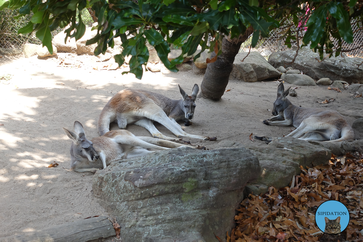 Kangaroos at Sydney Zoo - Sydney, Australia