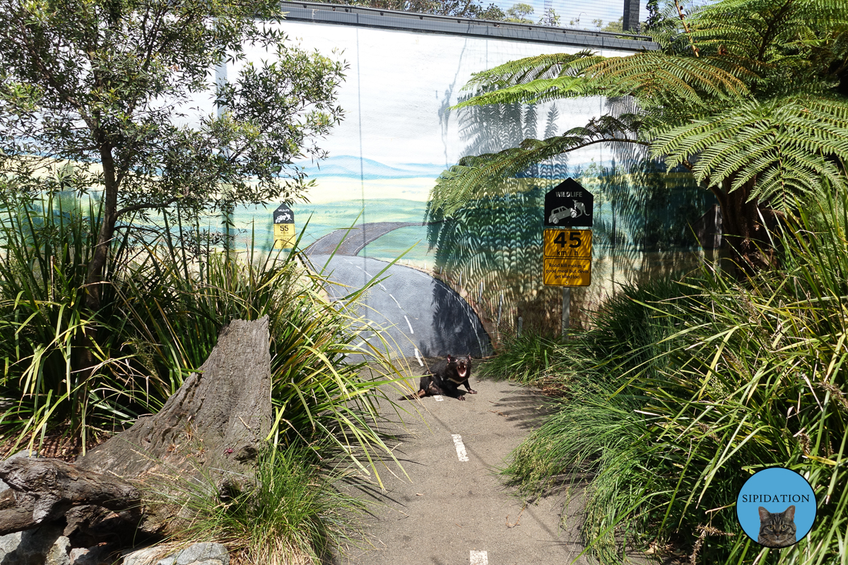 Tazmanian Devils at Sydney Zoo - Sydney, Australia