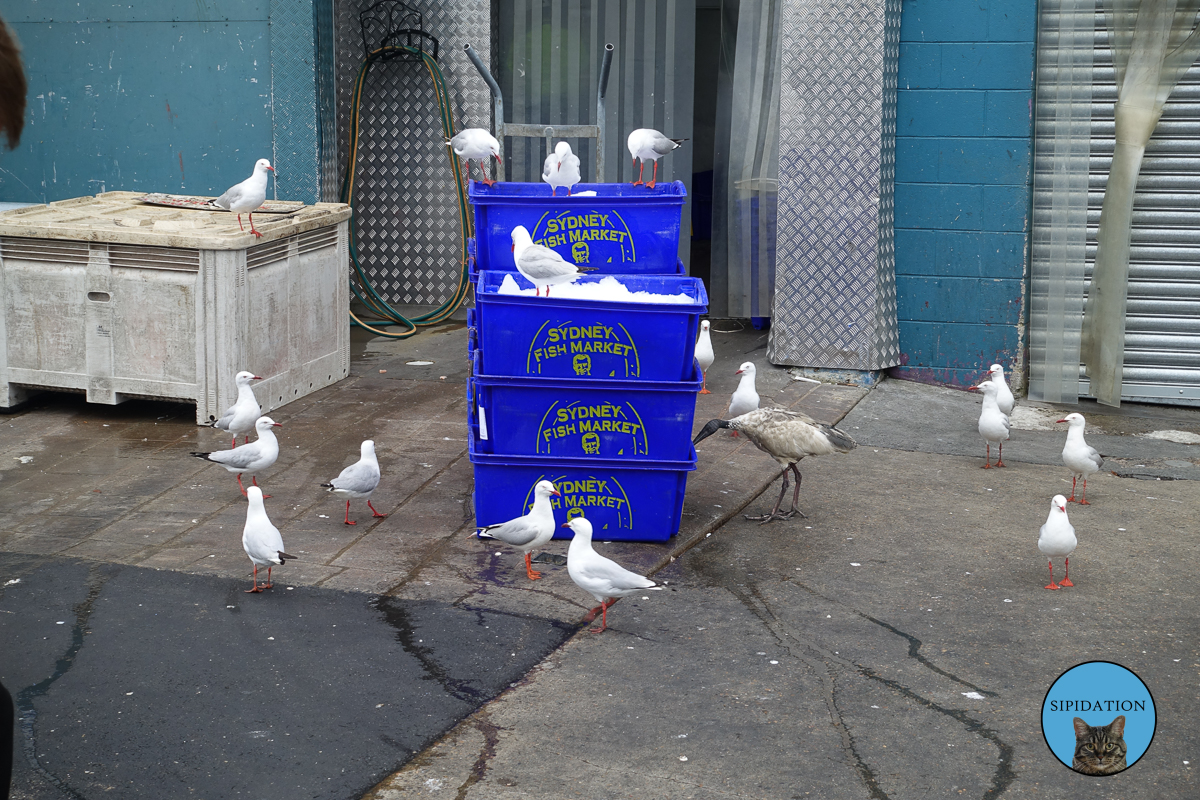 Sydney Fish Market - Sydney, Australia