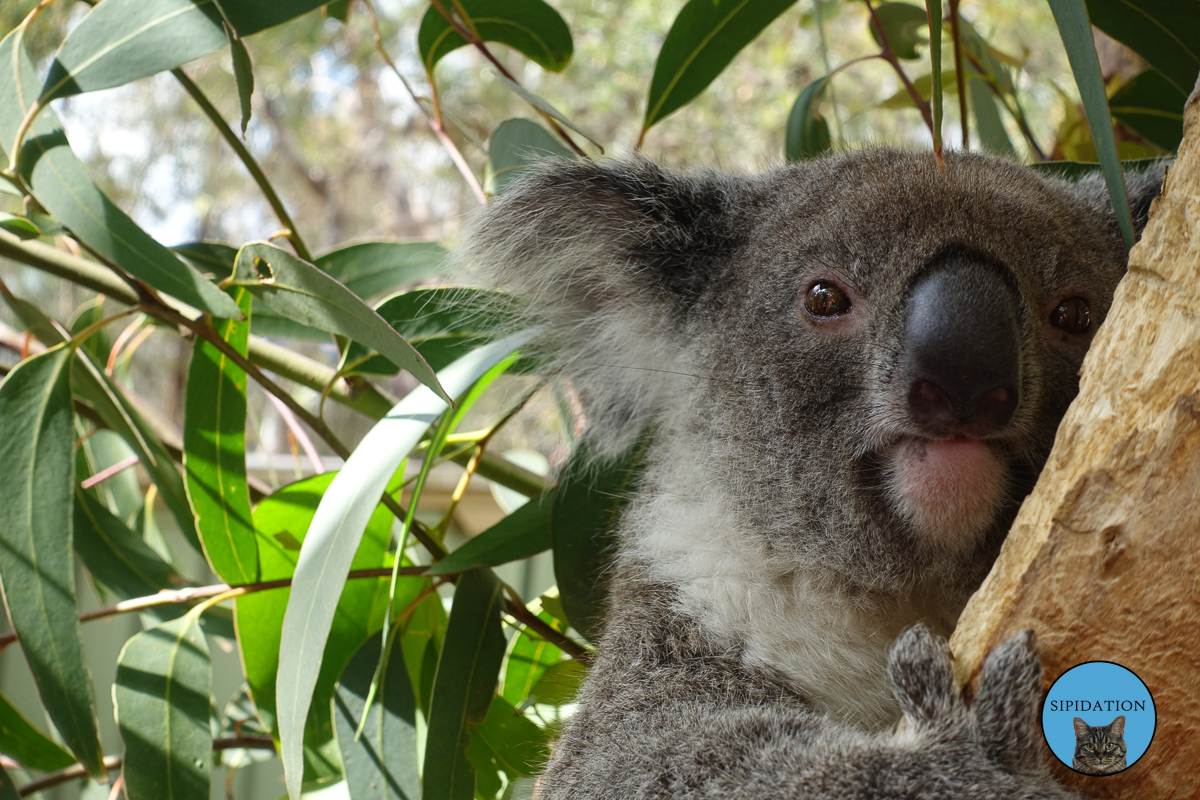 Koala - Sydney, Australia