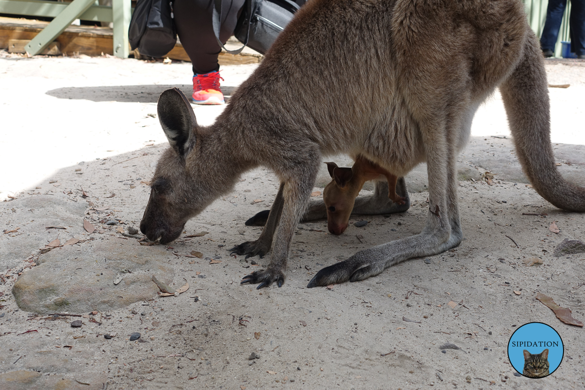 Mother and Joey - Sydney, Australia