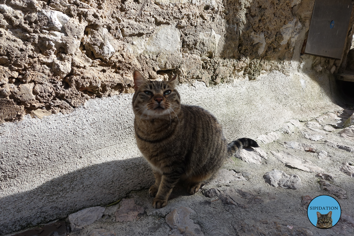 Un Chat - Eze, France