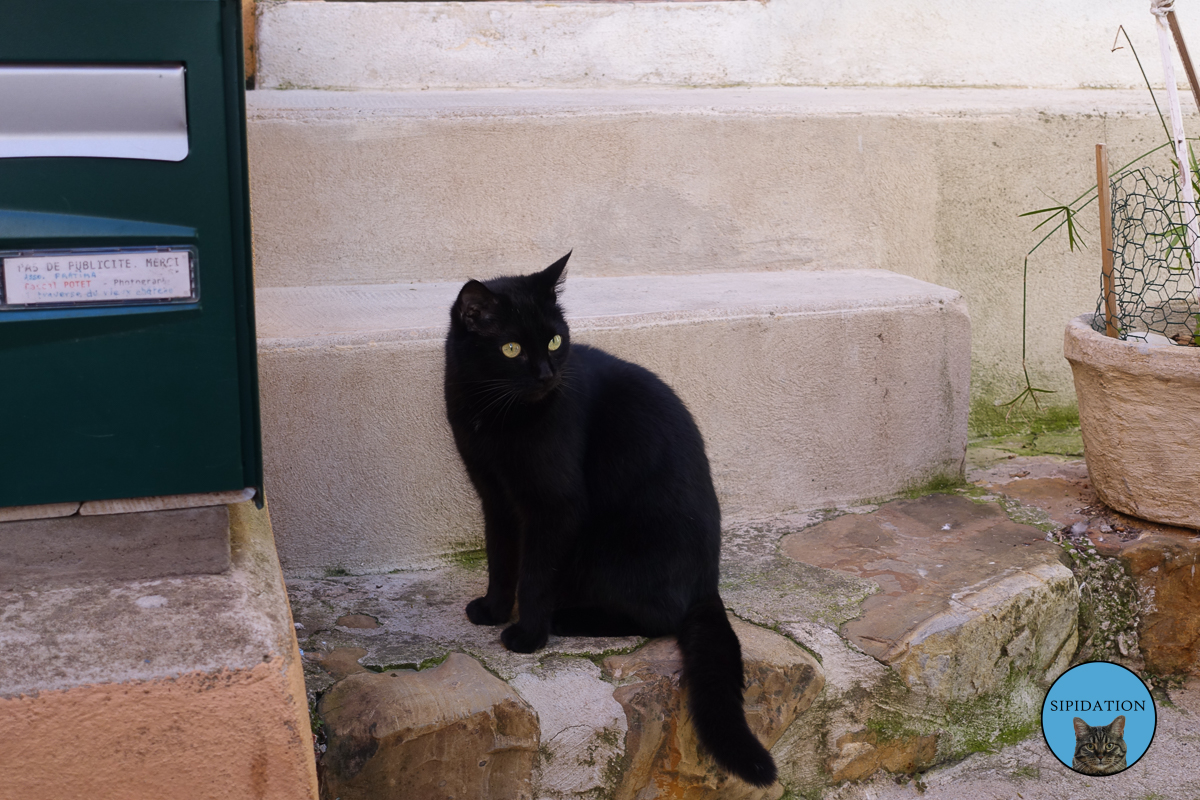 Un autre chat - Menton, France