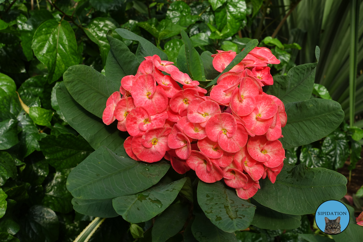 Botanical Garden - Nice, France