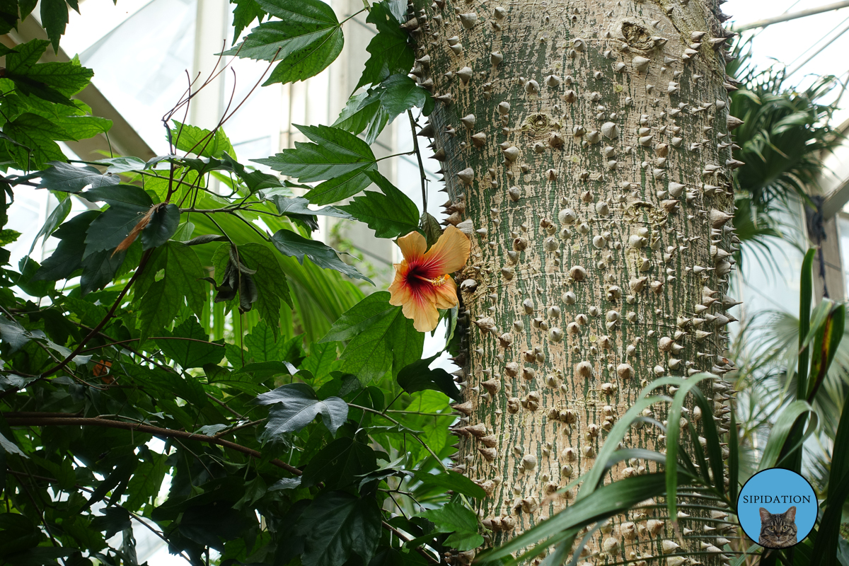 Botanical Garden - Nice, France