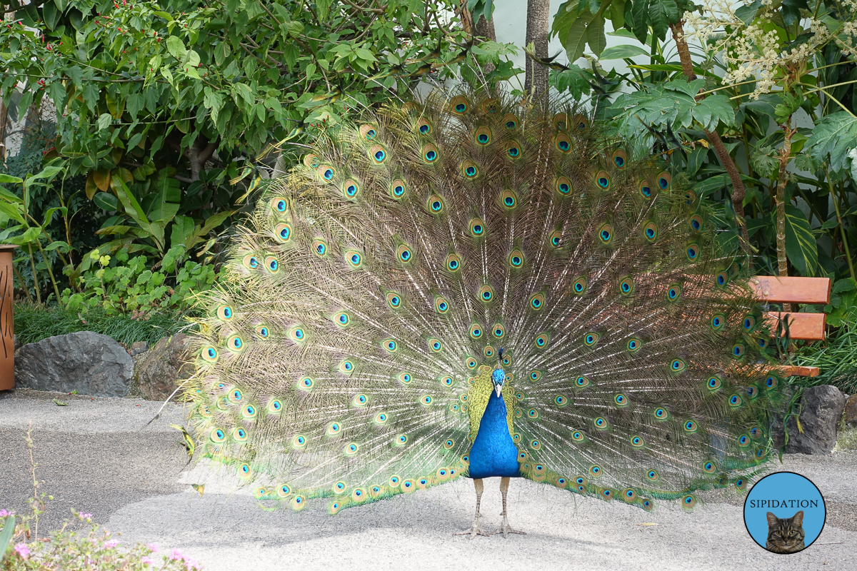 Peacock - Nice, France