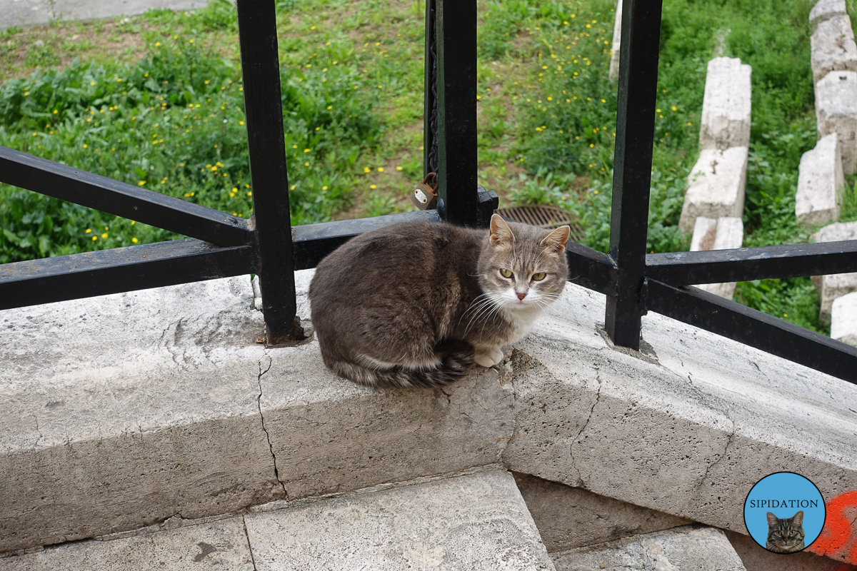 Cat - Rome, Italy