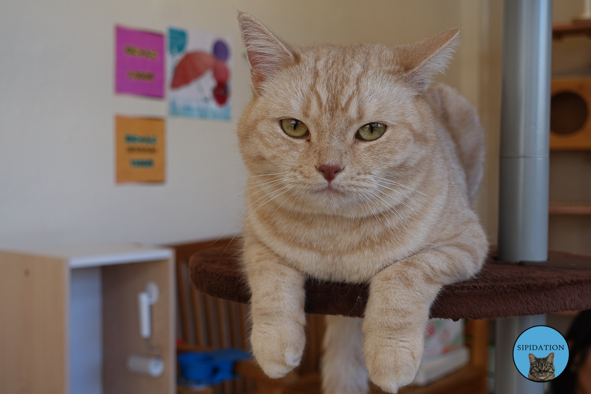 Cat Cafe - Shizuoka, Japan