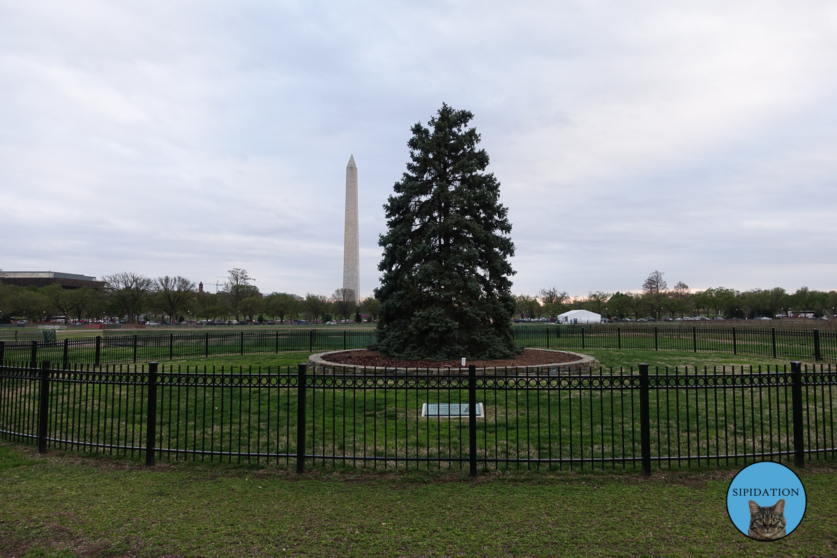 National Christmas Tree - Washington DC