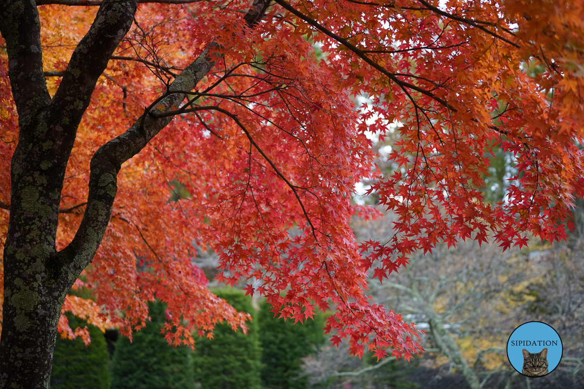 Fall Festival - Fujinomiya, Japan