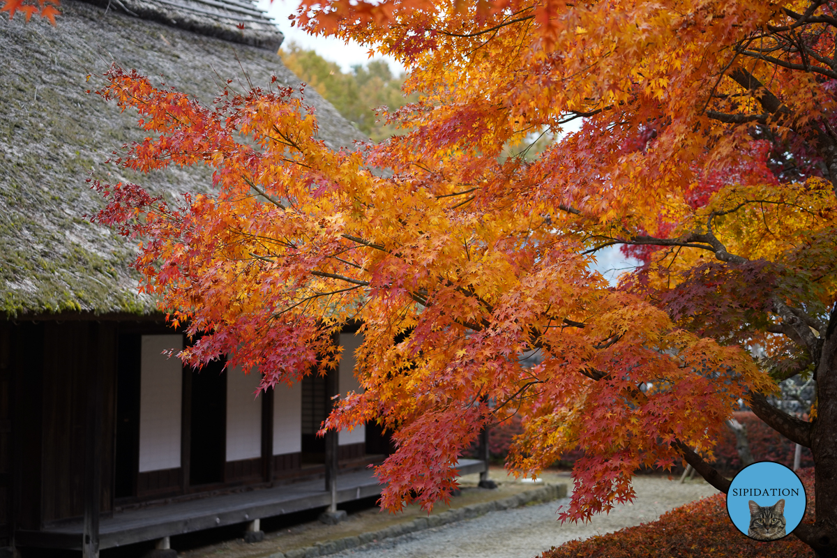 Fall Festival - Fujinomiya, Japan