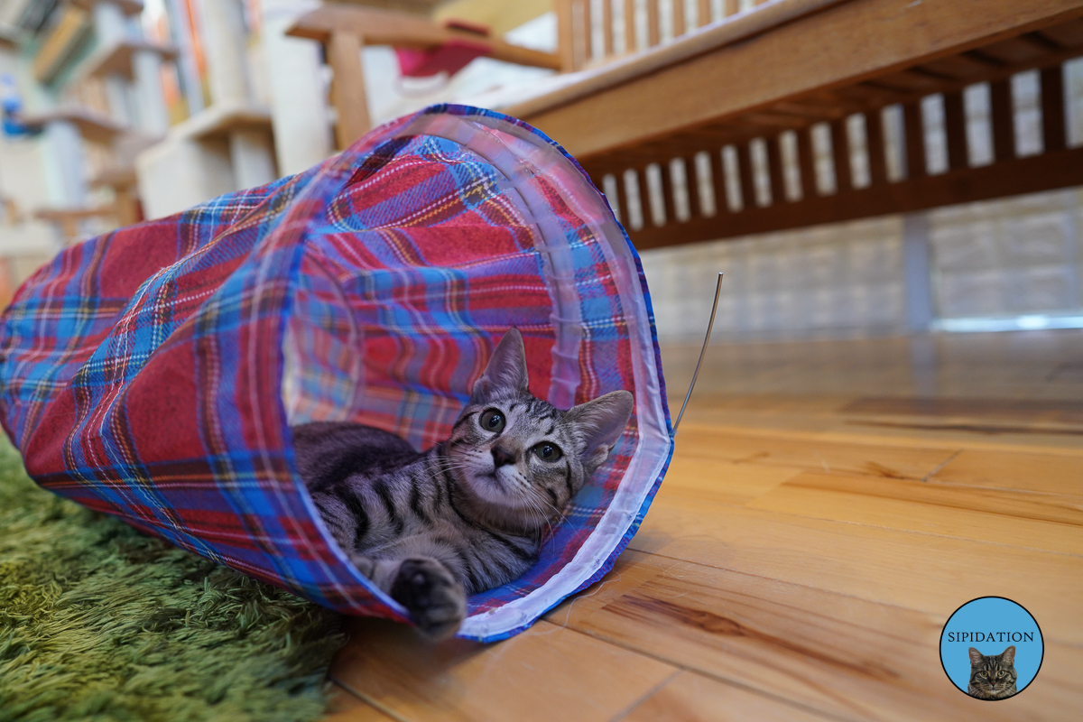 Cat Cafe - Shizuoka, Japan