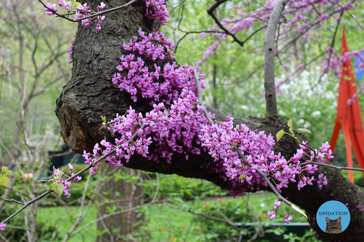 Flowers - New York City, New York