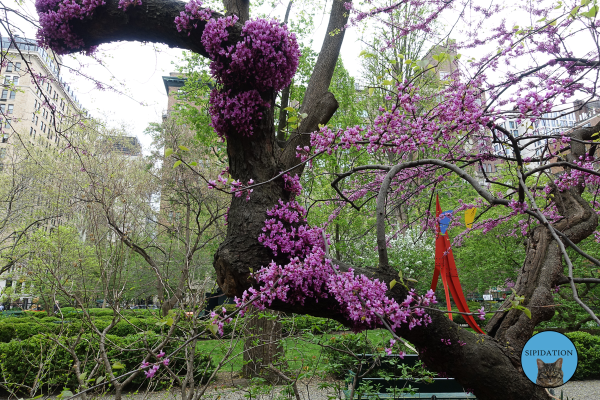 Flowers - New York City, New York