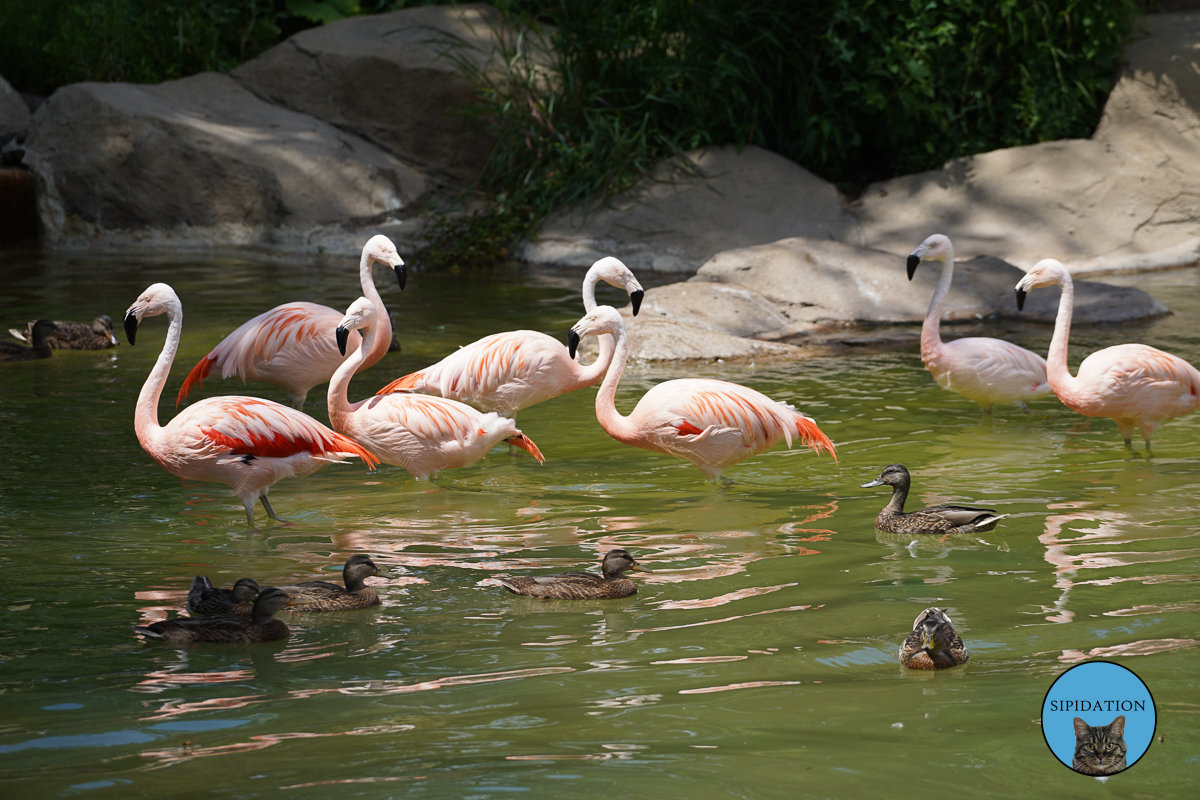 Como Zoo and Conservatory