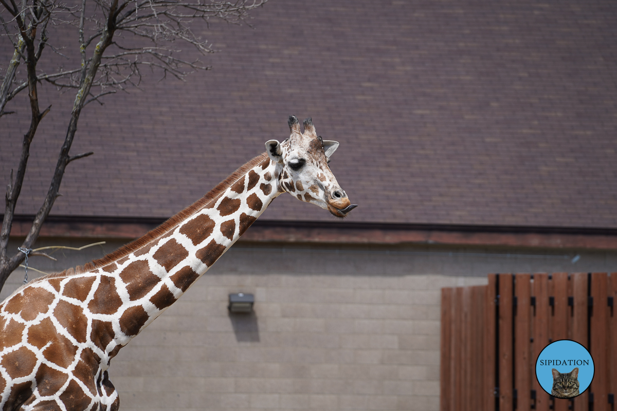 Como Zoo and Conservatory