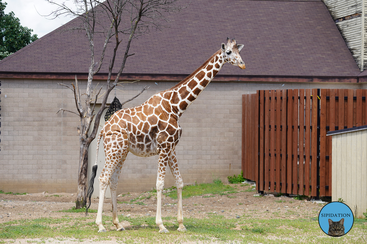 Como Zoo and Conservatory